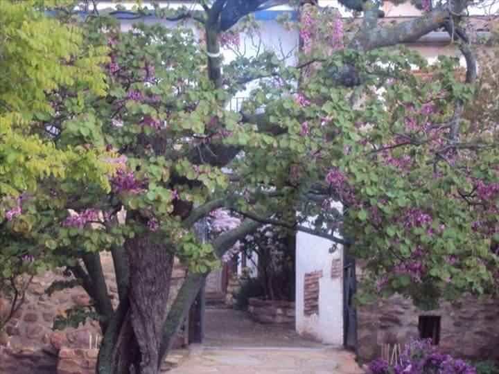Casa Rural Los Lilos Gotor Buitenkant foto